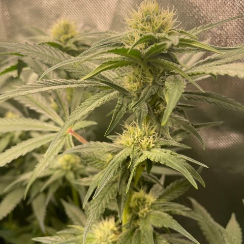 Bonnie (Gorilla Zkittlez) growlog timeline photo