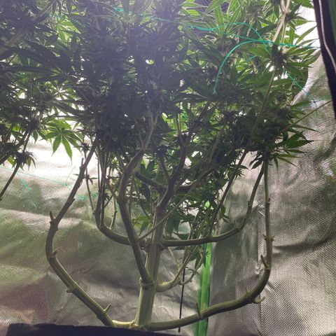Bonnie (Gorilla Zkittlez) growlog timeline photo
