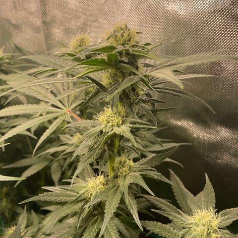 Bonnie (Gorilla Zkittlez) growlog timeline photo