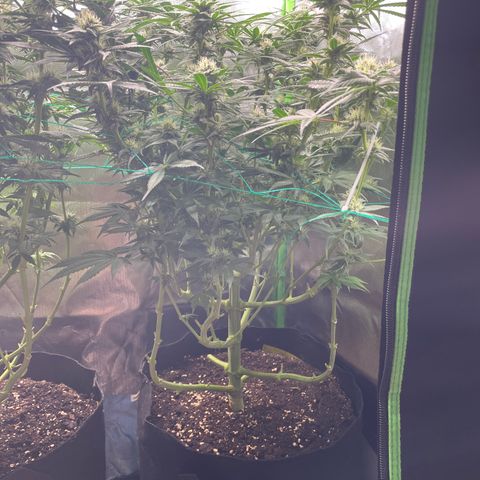 Bonnie (Gorilla Zkittlez) growlog timeline photo