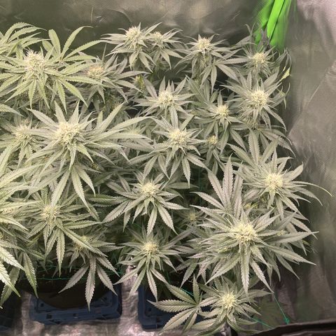 Bonnie (Gorilla Zkittlez) growlog timeline photo