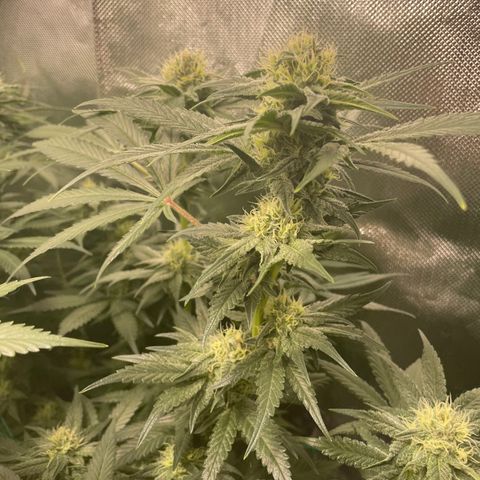 Bonnie (Gorilla Zkittlez) growlog timeline photo