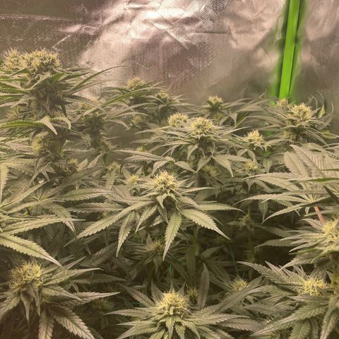 Bonnie (Gorilla Zkittlez) growlog timeline photo