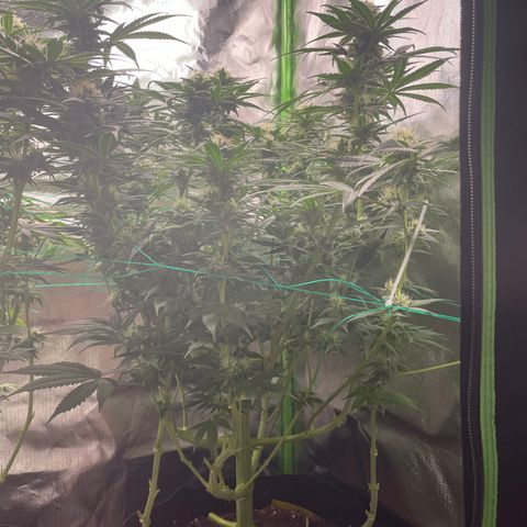 Bonnie (Gorilla Zkittlez) growlog timeline photo