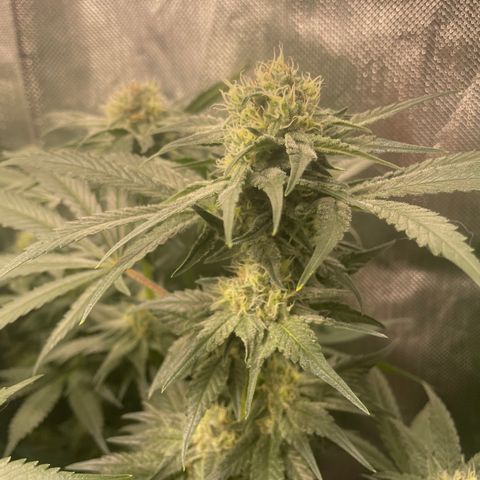 Bonnie (Gorilla Zkittlez) growlog timeline photo