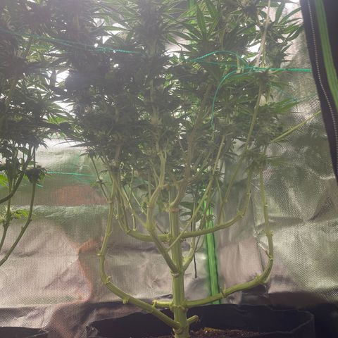 Bonnie (Gorilla Zkittlez) growlog timeline photo