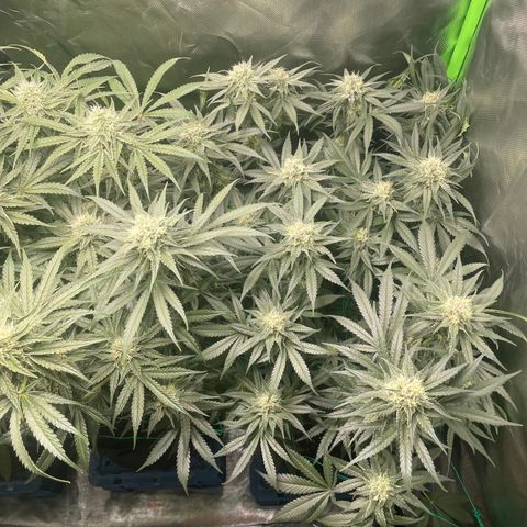 Bonnie (Gorilla Zkittlez) growlog timeline photo