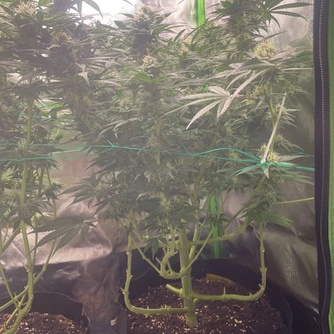 Bonnie (Gorilla Zkittlez) growlog timeline photo