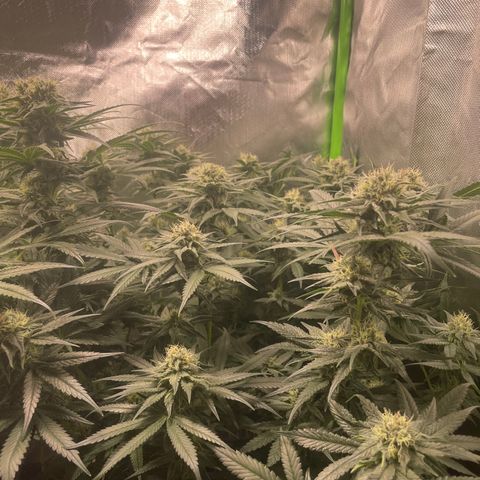 Bonnie (Gorilla Zkittlez) growlog timeline photo
