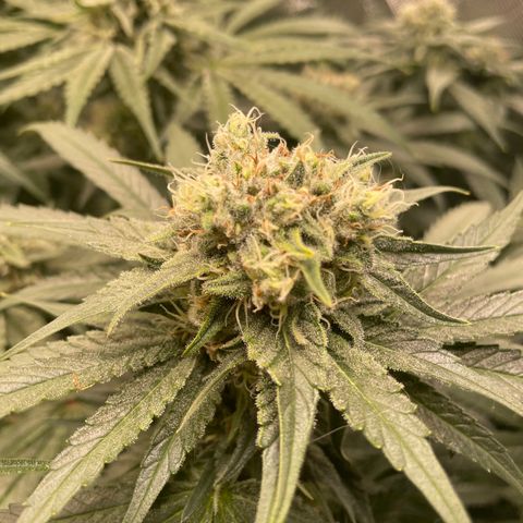 Bonnie (Gorilla Zkittlez) growlog timeline photo