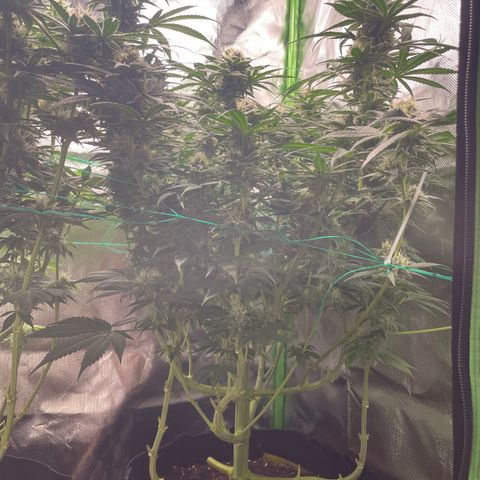 Bonnie (Gorilla Zkittlez) growlog timeline photo
