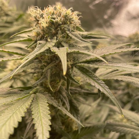 Bonnie (Gorilla Zkittlez) growlog timeline photo