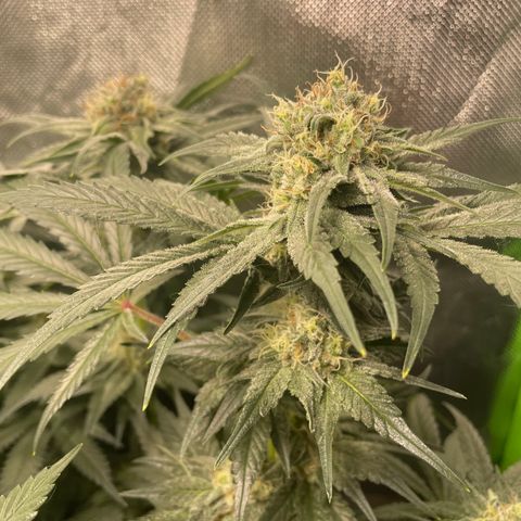 Bonnie (Gorilla Zkittlez) growlog timeline photo