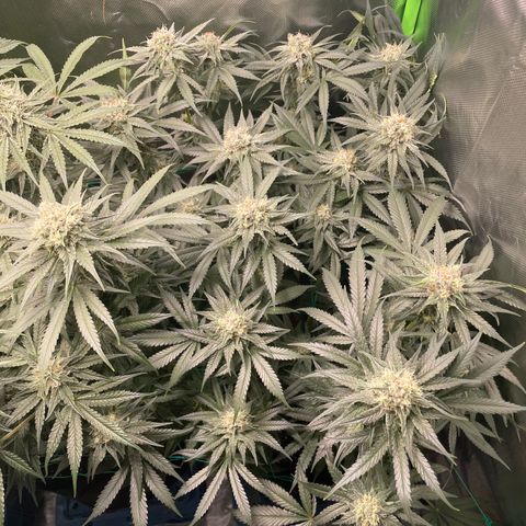 Bonnie (Gorilla Zkittlez) growlog timeline photo