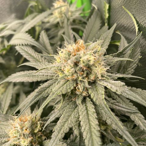 Bonnie (Gorilla Zkittlez) growlog timeline photo