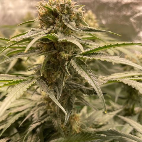 Bonnie (Gorilla Zkittlez) growlog timeline photo