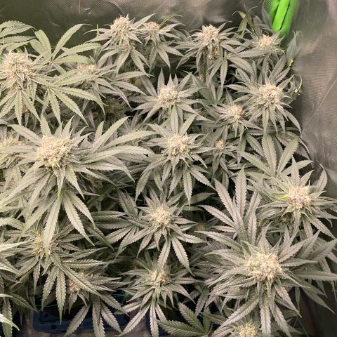 Bonnie (Gorilla Zkittlez) growlog timeline photo