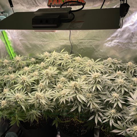 Bonnie (Gorilla Zkittlez) growlog timeline photo