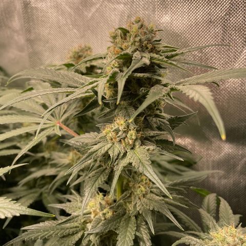 Bonnie (Gorilla Zkittlez) growlog timeline photo
