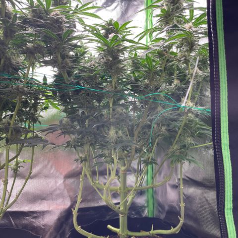 Bonnie (Gorilla Zkittlez) growlog timeline photo