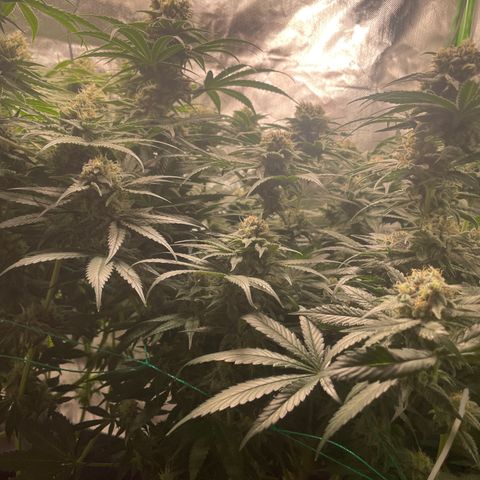 Bonnie (Gorilla Zkittlez) growlog timeline photo