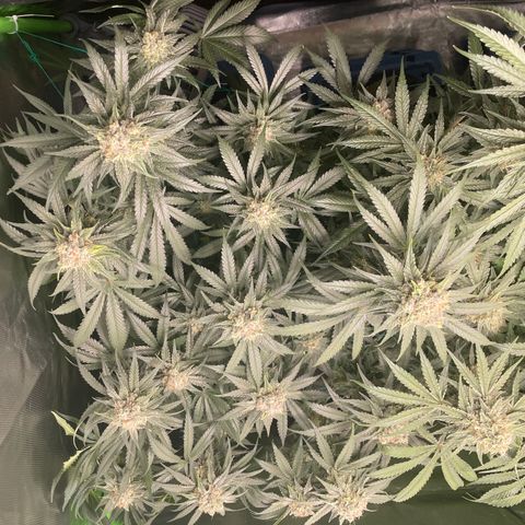 Bonnie (Gorilla Zkittlez) growlog timeline photo