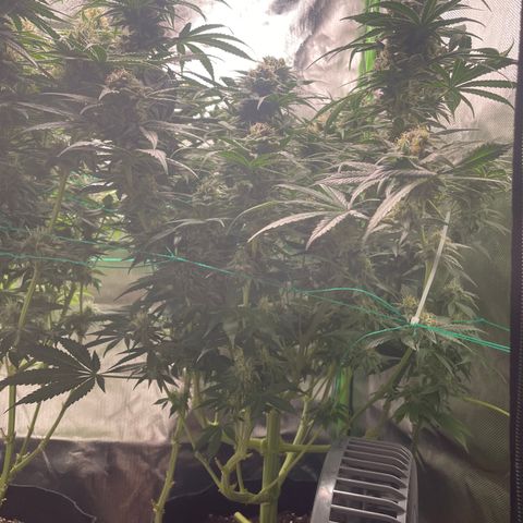 Bonnie (Gorilla Zkittlez) growlog timeline photo