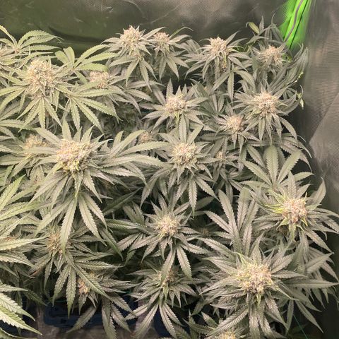 Bonnie (Gorilla Zkittlez) growlog timeline photo
