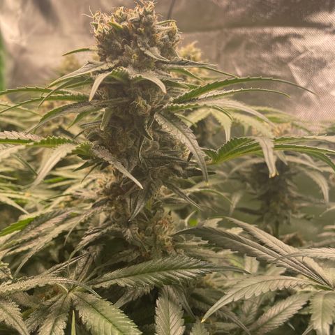 Bonnie (Gorilla Zkittlez) growlog timeline photo