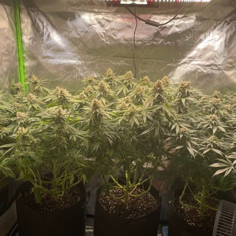 Bonnie (Gorilla Zkittlez) growlog timeline photo