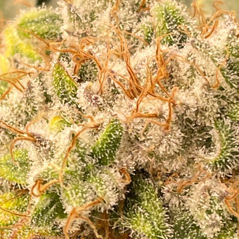 Bonnie (Gorilla Zkittlez) growlog timeline photo