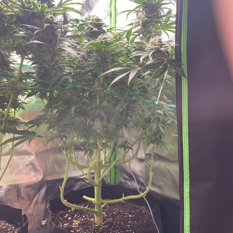 Bonnie (Gorilla Zkittlez) growlog timeline photo