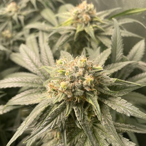 Bonnie (Gorilla Zkittlez) growlog timeline photo