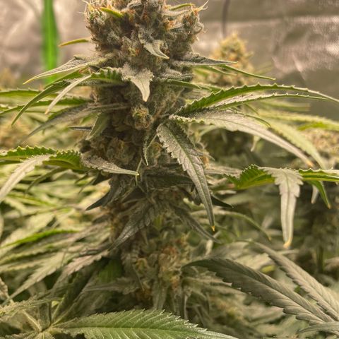 Bonnie (Gorilla Zkittlez) growlog timeline photo