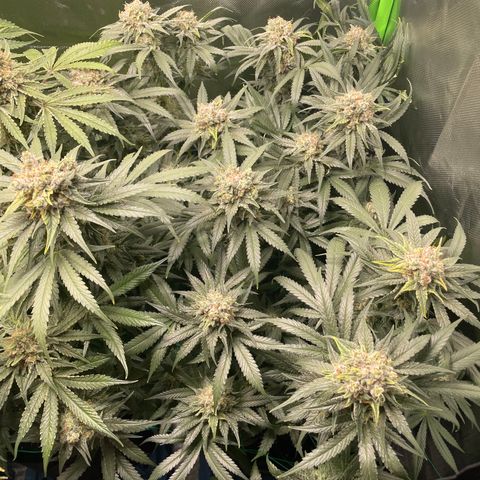 Bonnie (Gorilla Zkittlez) growlog timeline photo