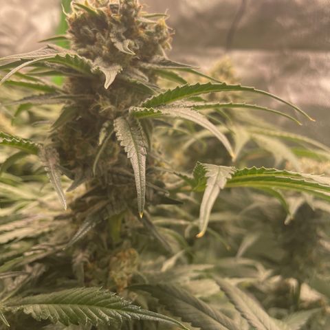 Bonnie (Gorilla Zkittlez) growlog timeline photo