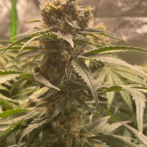 Bonnie (Gorilla Zkittlez) growlog timeline photo