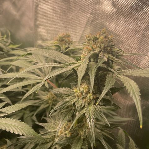 Bonnie (Gorilla Zkittlez) growlog timeline photo