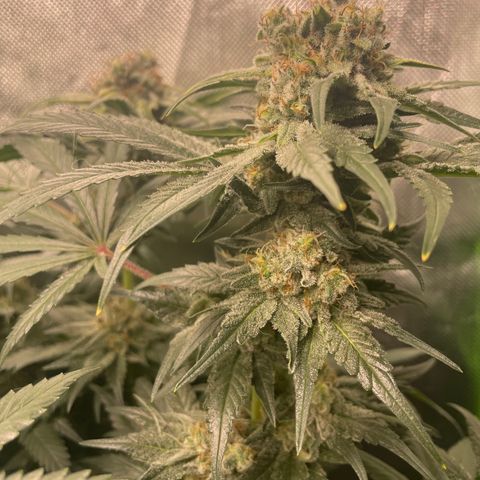 Bonnie (Gorilla Zkittlez) growlog timeline photo