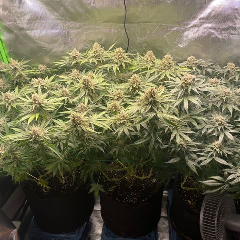 Bonnie (Gorilla Zkittlez) growlog timeline photo