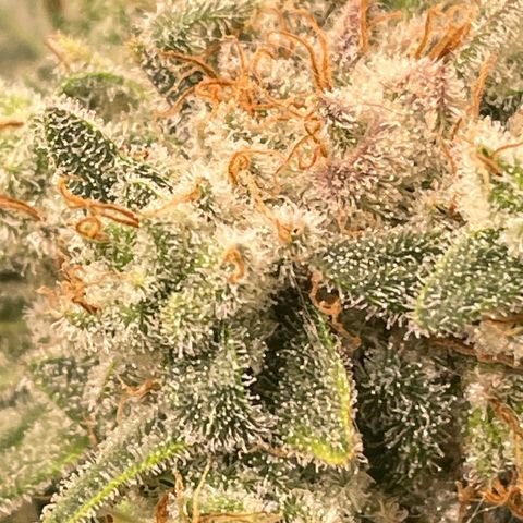 Bonnie (Gorilla Zkittlez) growlog timeline photo