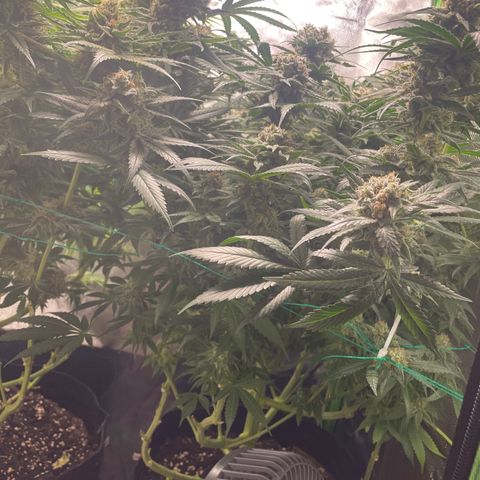 Bonnie (Gorilla Zkittlez) growlog timeline photo