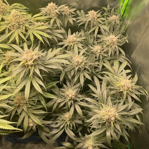 Bonnie (Gorilla Zkittlez) growlog timeline photo