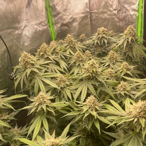 Bonnie (Gorilla Zkittlez) growlog timeline photo