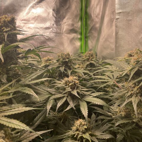 Bonnie (Gorilla Zkittlez) growlog timeline photo