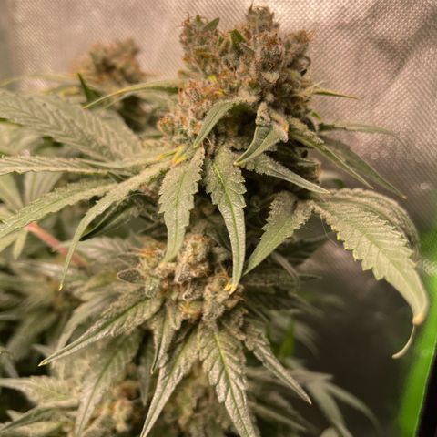 Bonnie (Gorilla Zkittlez) growlog timeline photo