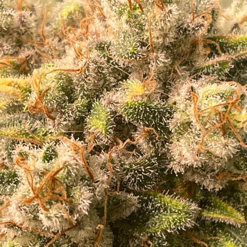 Bonnie (Gorilla Zkittlez) growlog timeline photo