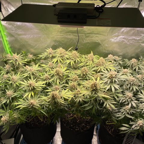 Bonnie (Gorilla Zkittlez) growlog timeline photo