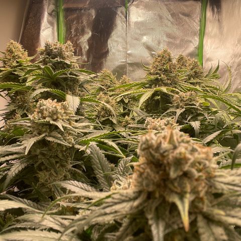 Bonnie (Gorilla Zkittlez) growlog timeline photo