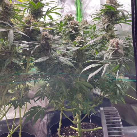 Bonnie (Gorilla Zkittlez) growlog timeline photo